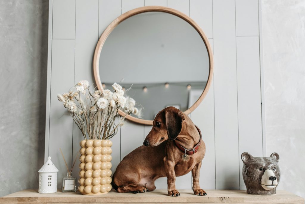 A dachsund sits on a shelf in front of a mirror, looking over its shoulder
